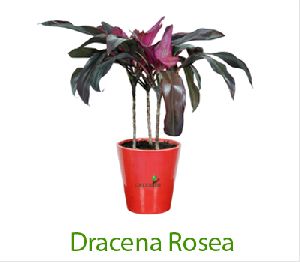 Dracaena Rosea