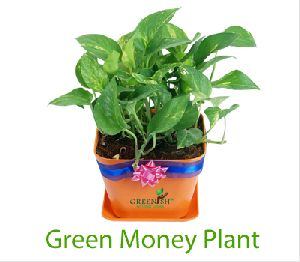 Green Money Plant