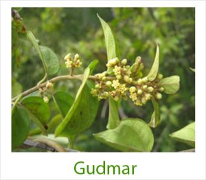 Gudmar Leaves