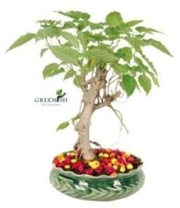 Peepal Bonsai