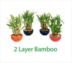 TWO Layer Lucky Bamboo Plant