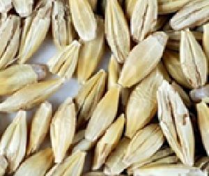 Barley Seed