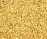 foxtail millet