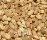 grain sorghum