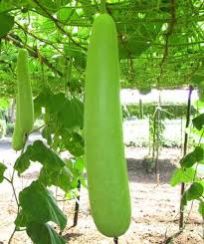 Bottle Gourd