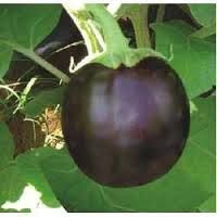 Brinjal