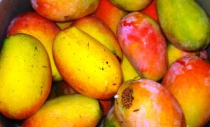 Gulab Khas Mangoes