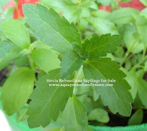 Stevia Rebaudiana Sapling