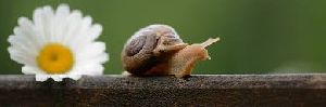 Fresh Snail