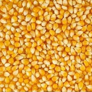Hybrid Maize Seeds