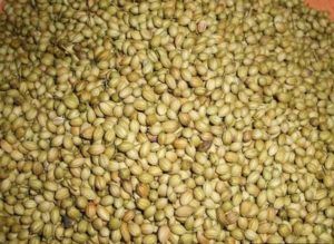 Coriander Seeds