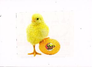poultry chick