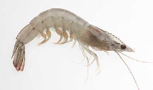 Vannamei shrimp