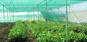 Green Agriculture Greenhouse