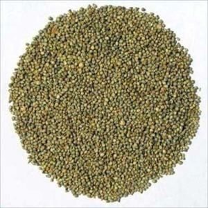 Bajra Seeds