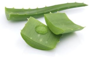 Natural Aloe Vera Leaves