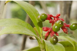 sarpagandha plant