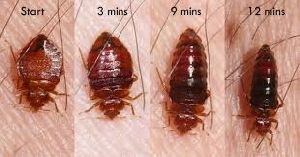 bed bugs control services