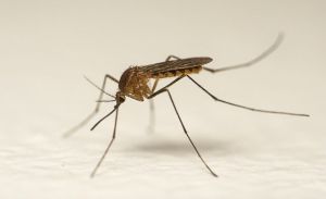 Mosquito Control Services