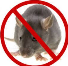 rodent control services