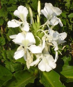 hedychium oil