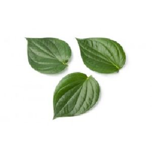 Betel Leaf Oil