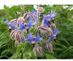 Borage Oil