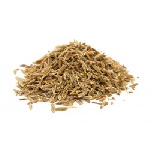 Caraway Oil