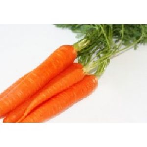 Carrot Seed Oil