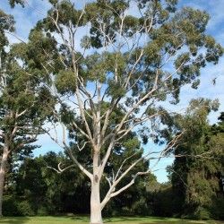 Eucalyptus Citriodora Oil