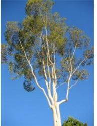 Eucalyptus Oil