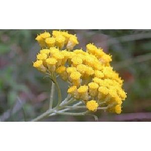 Helichrysum Oil