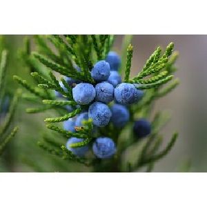 juniper leaf oil