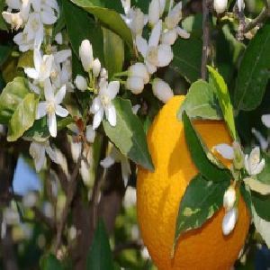 Neroli Oil