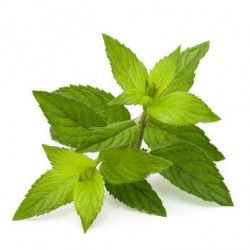 Peppermint Oil