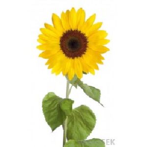 Sunflower Oil