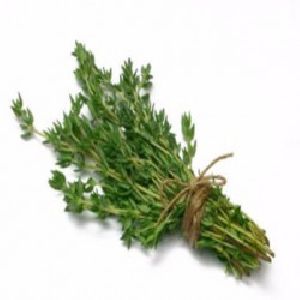 Thyme Oil