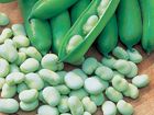 Broad Beans