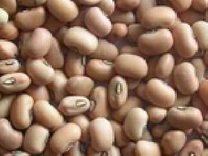 Cow Peas