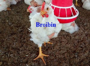 Broibin Hatching Egg