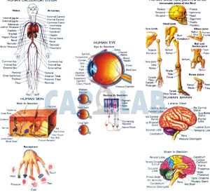 Charts Human Anatomy