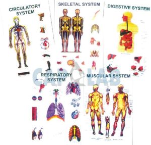 Charts Human Physiology