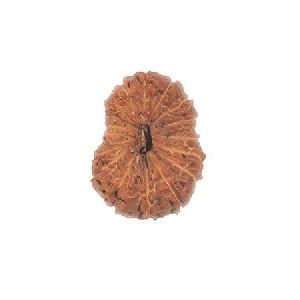 13 Mukhi Rudraksha