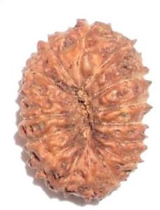 16 Mukhi Rudraksha