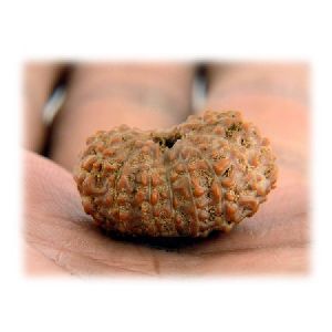 18 Mukhi Rudraksha Beads