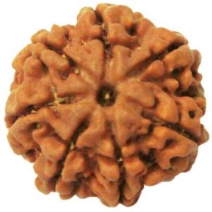 7 Mukhi Rudraksha