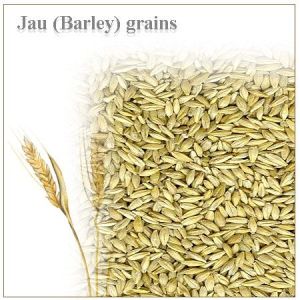 Barley