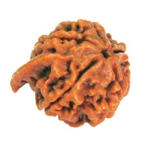 Ganesh Rudraksha bead