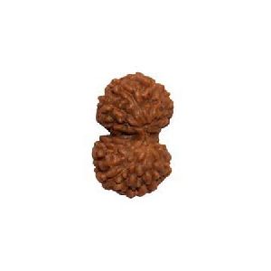 Gauri Shankar Rudraksha