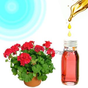 Geranium Oil